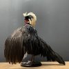 Taxidermy crested rooster