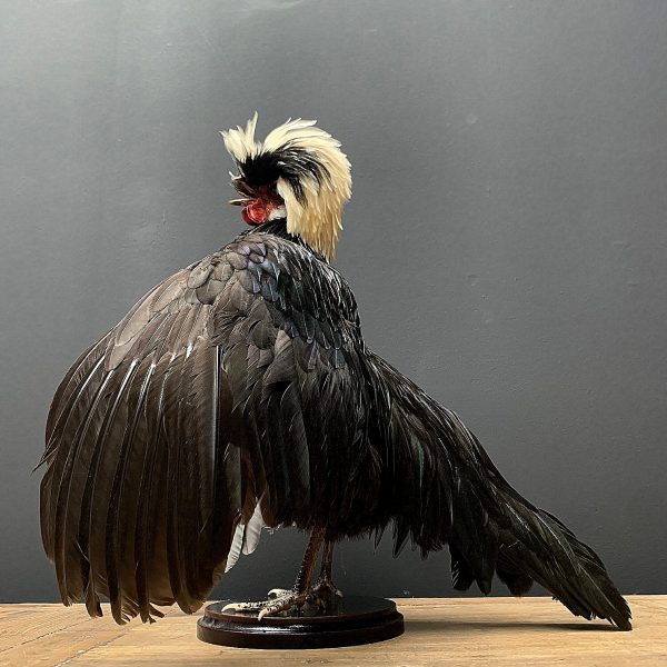 Taxidermy crested rooster