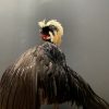 Taxidermy crested rooster