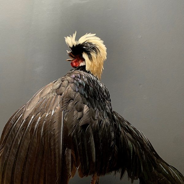 Taxidermie Kammhuhn