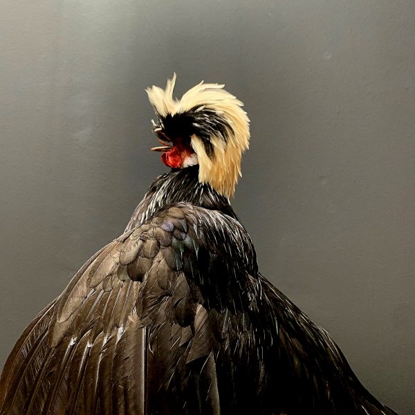 Taxidermy crested rooster