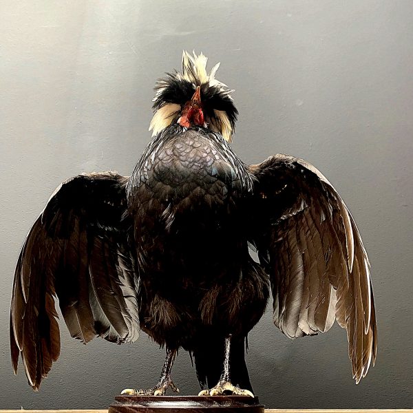 Taxidermy crested rooster