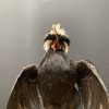 Taxidermy crested rooster