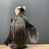 Taxidermy crested rooster