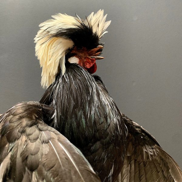 Taxidermy crested rooster