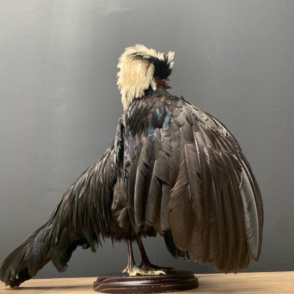 Taxidermie Kammhuhn