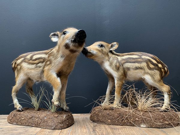 Taxidermy young wild boars (frischling)