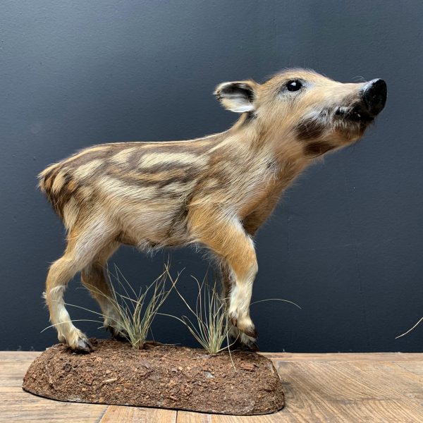 Taxidermy young wild boars (frischling)