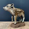 Taxidermy young wild boars (frischling)