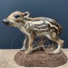 Taxidermy young wild boars (frischling)