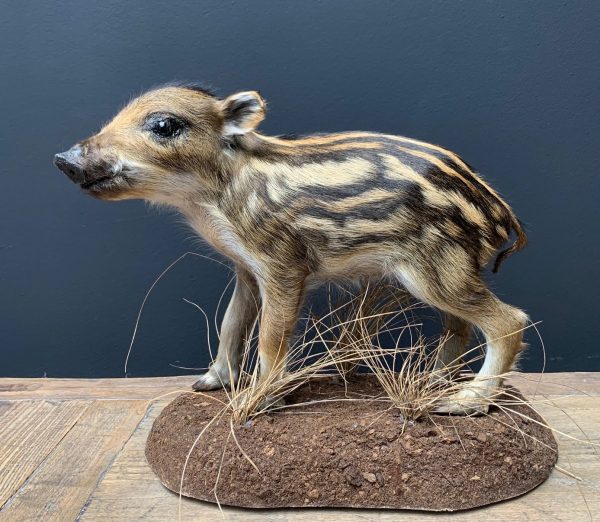 Taxidermy young wild boars (frischling)