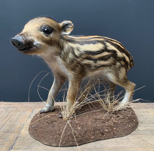 Taxidermy young wild boars (frischling)