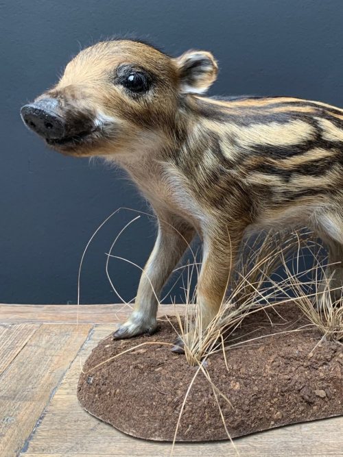 Taxidermy young wild boars (frischling)