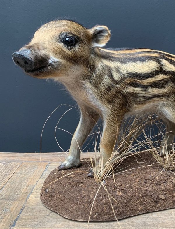 Taxidermy young wild boars (frischling)