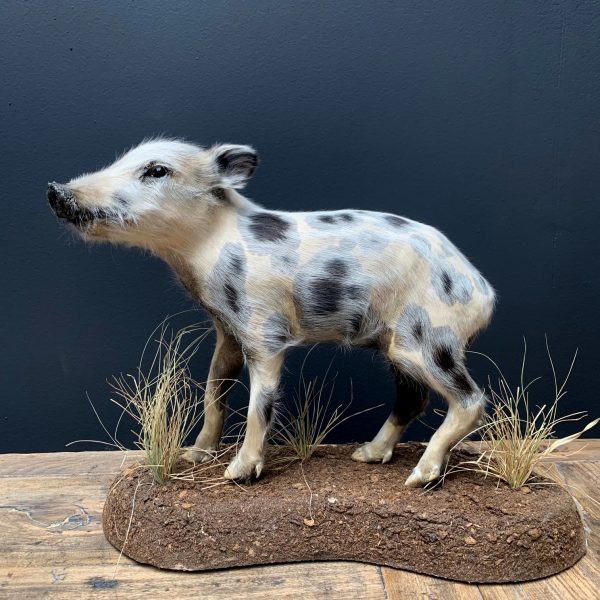 Taxidermy young wild boars (frischling)