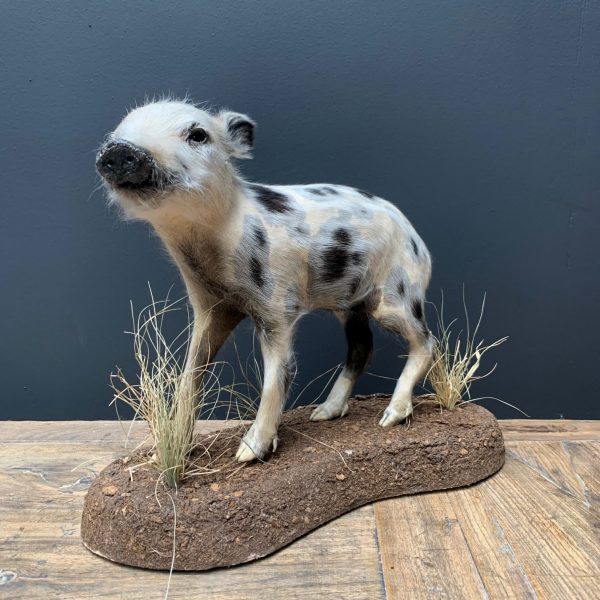 Taxidermy young wild boars (frischling)