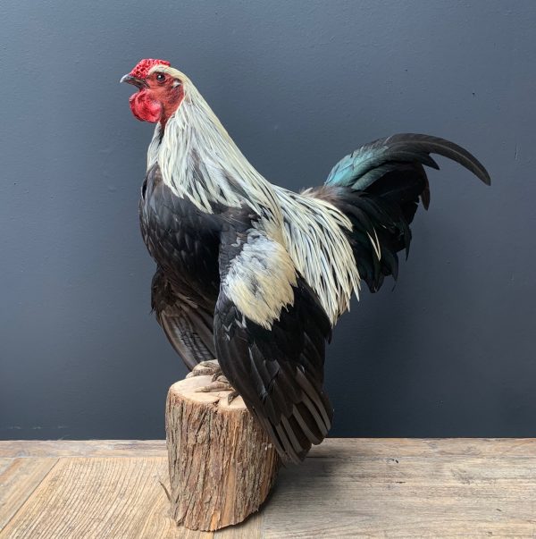 Taxidermy Bantam rooster