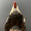 Taxidermy Bantam rooster