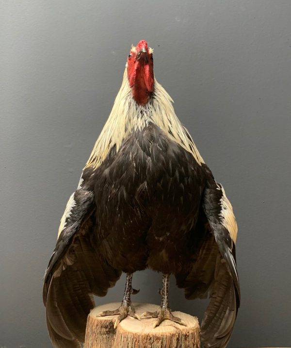 Taxidermy Bantam rooster