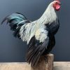 Taxidermy Bantam rooster