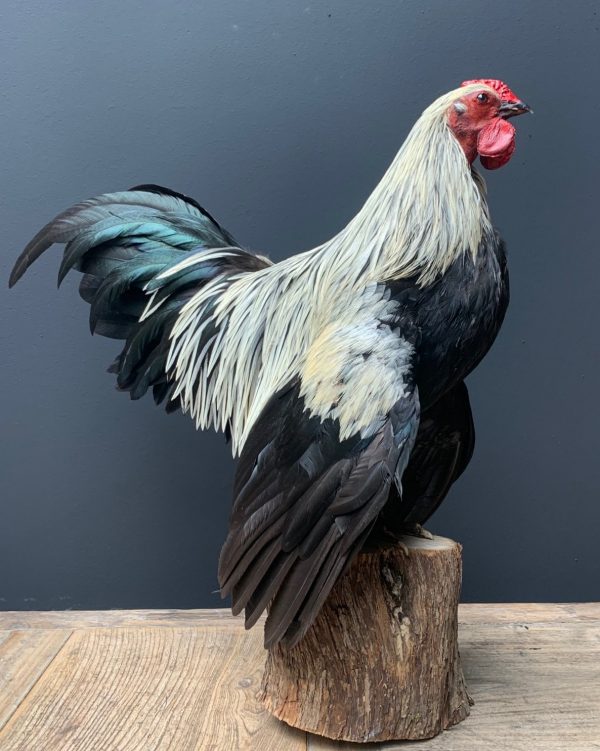 Taxidermy Bantam rooster