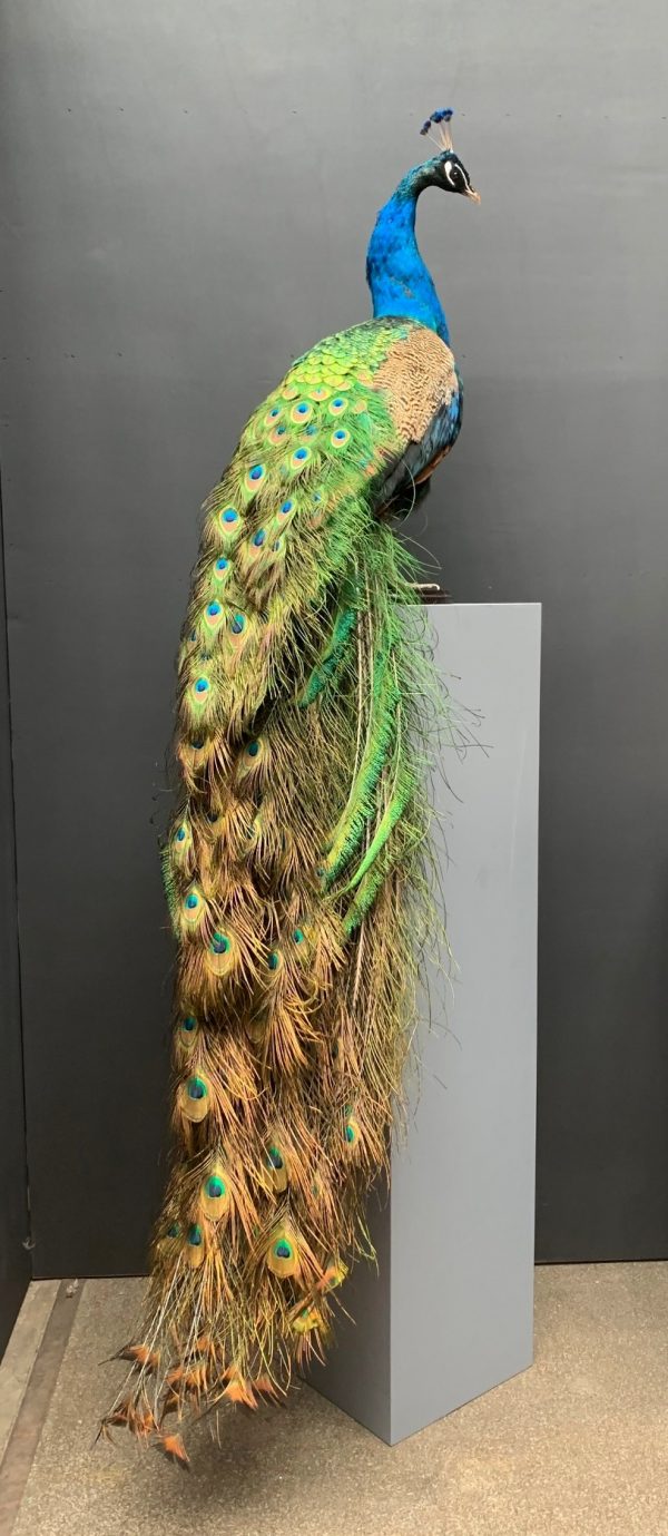 Taxidermy Blue peacock