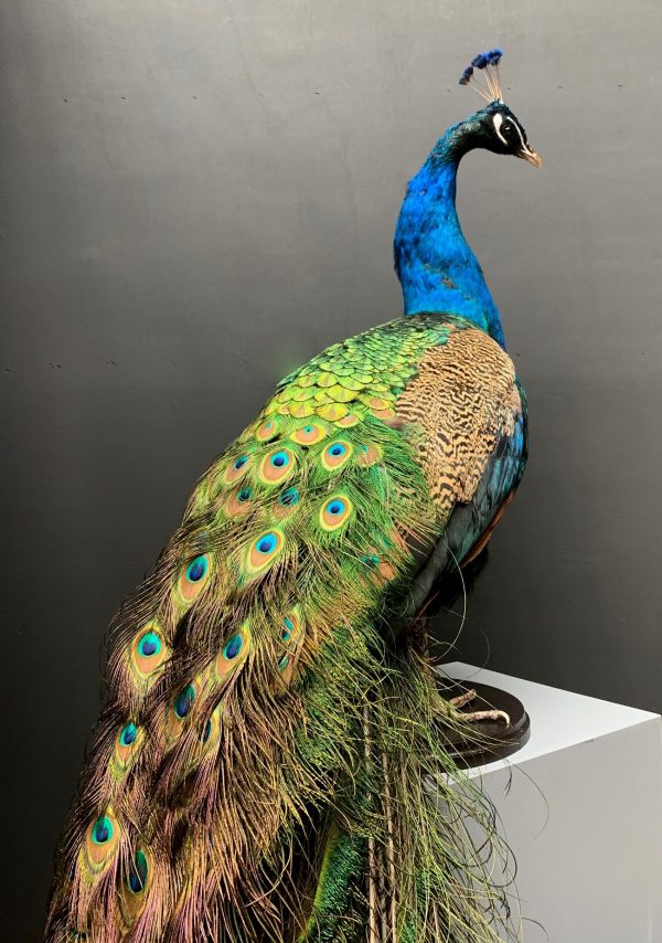Taxidermy Blue peacock