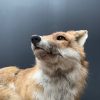 Taxidermy lying fox