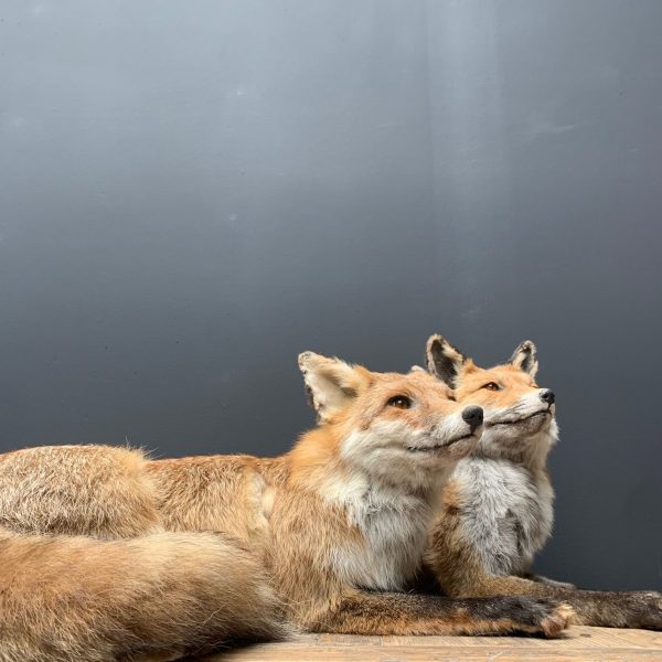 Ausgestopfter Fuchs