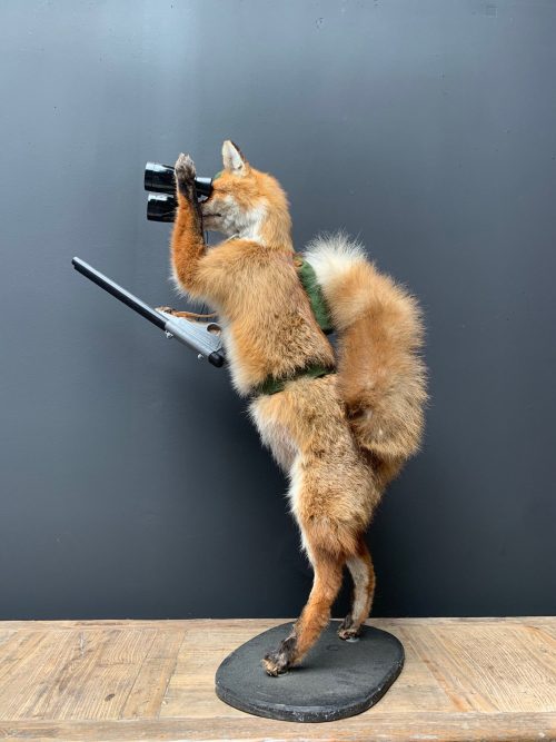 Unique taxidermy hunting fox