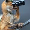 Unique taxidermy hunting fox