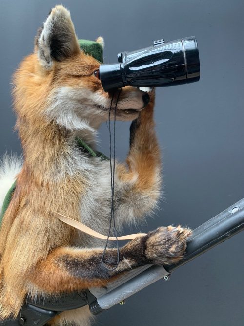 Unique taxidermy hunting fox