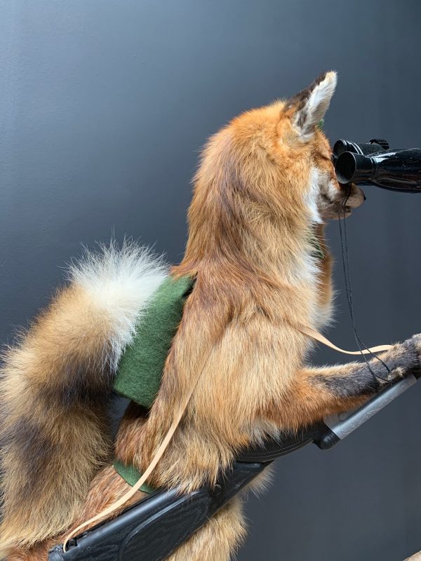 Unique taxidermy hunting fox