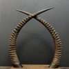 Decoratieve antieke hoorns van een Sabel antilope