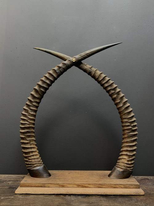 Decorative antique horns of a Sable antelope