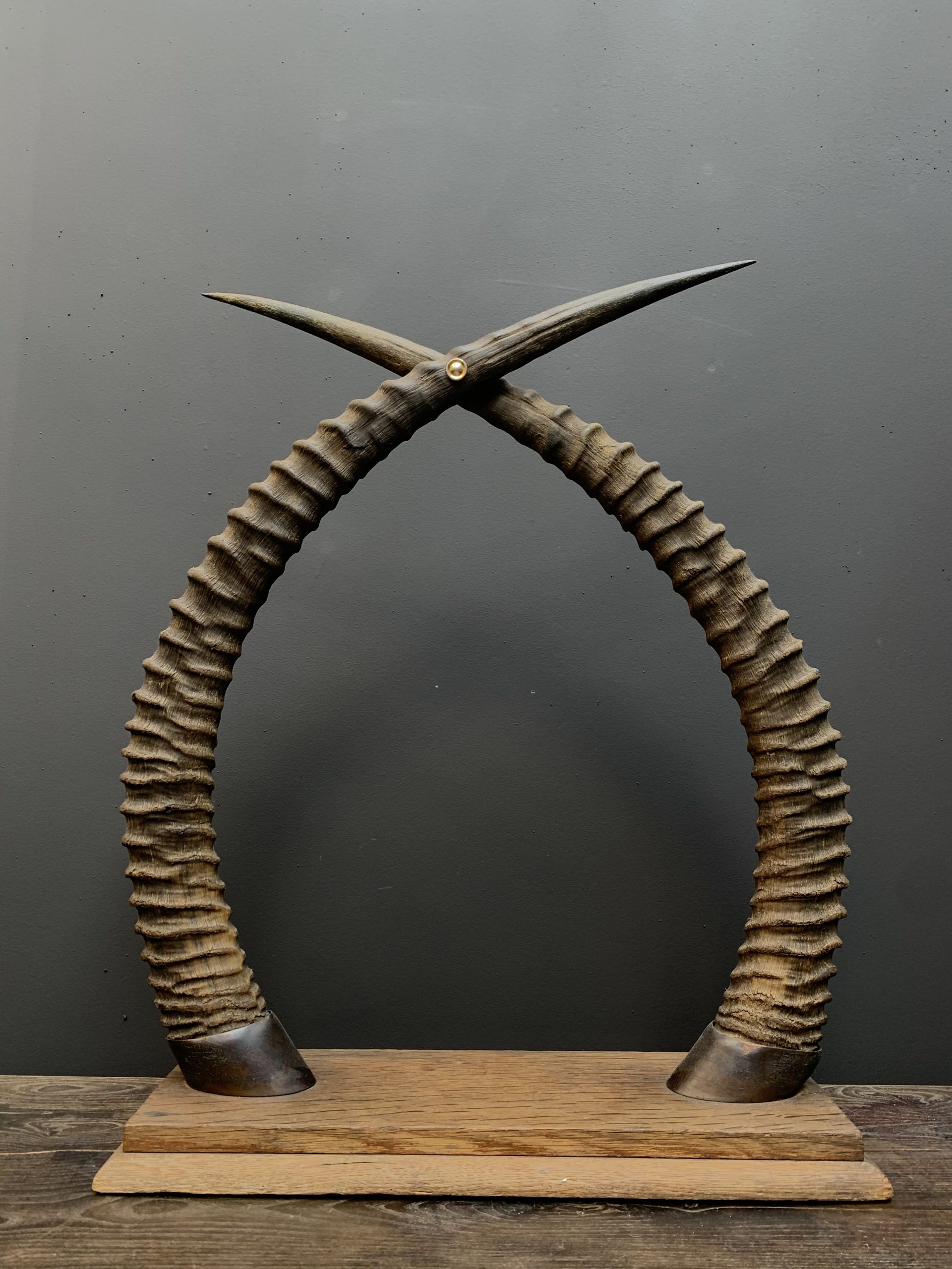 Dekorative antike Hörner einer Rappenantilope - BEAST Interiors