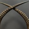 Decorative antique horns of a Sable antelope