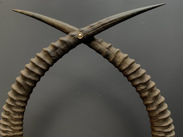Decoratieve antieke hoorns van een Sabel antilope