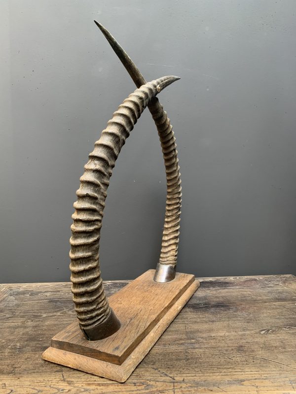 Dekorative antike Hörner einer Rappenantilope