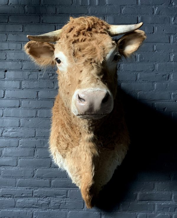 Opgezette kop van een Blonde Limousin koe