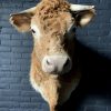 Opgezette kop van een Blonde Limousin koe