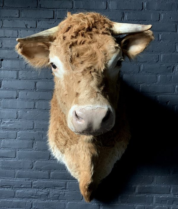 Opgezette kop van een Blonde Limousin koe