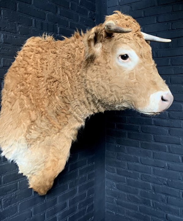 Taxidermy head of a Blonde Limousin cow