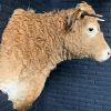 Taxidermy head of a Blonde Limousin cow