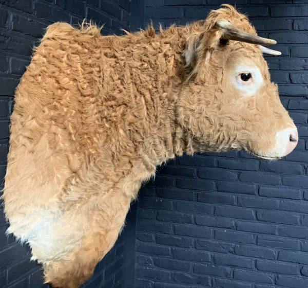 Opgezette kop van een Blonde Limousin koe