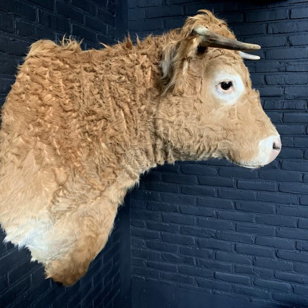 Opgezette kop van een Blonde Limousin koe