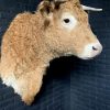 Taxidermy head of a Blonde Limousin cow