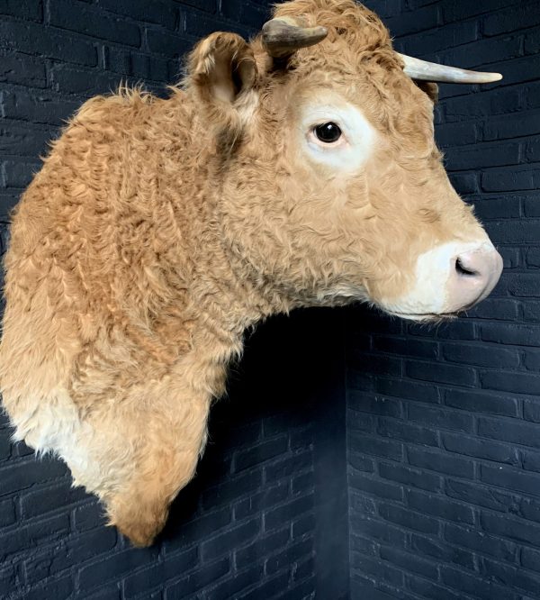 Opgezette kop van een Blonde Limousin koe