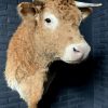 Opgezette kop van een Blonde Limousin koe