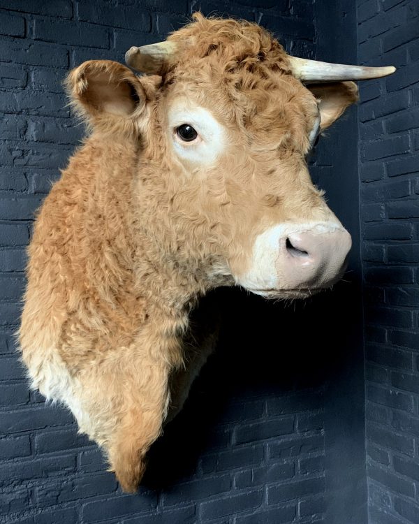 Taxidermy head of a Blonde Limousin cow